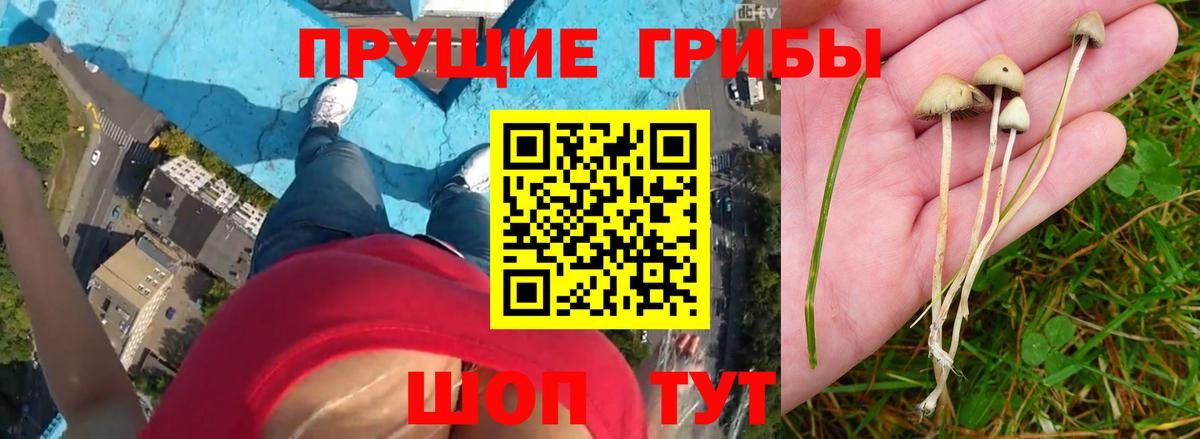 Галлюциногенные грибы GOLDEN TEACHER Кудрово
